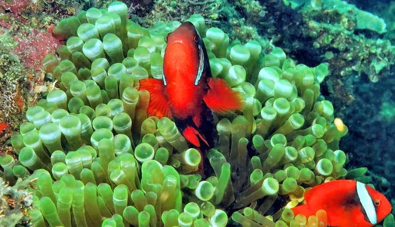 Tomato Anemonefish, Couple, Amphiprion frenatus