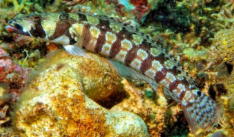 Sharpnose Sandperch, Parapercis cylindrica 