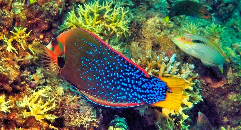 Wrasse Eating