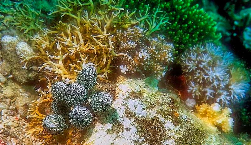 Corals And Strange Plants
