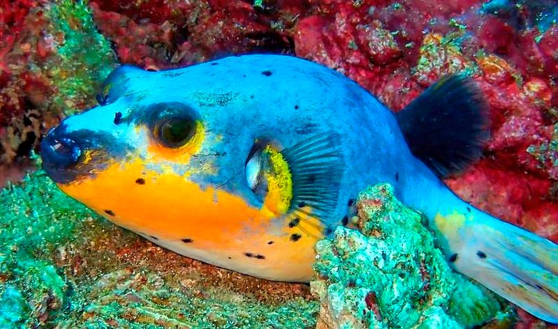 Blackspotted Puffer, Arothron nigropunctatus