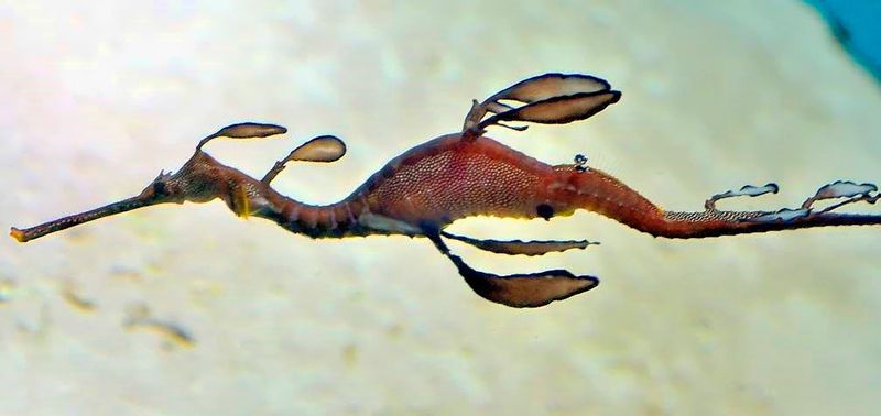 Sea Dragon