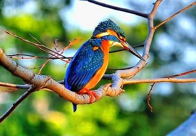 Japanese Kingfisher