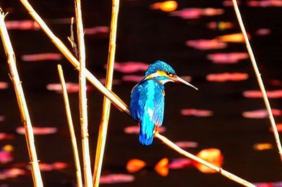 Kingfisher on Lake