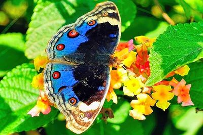 Blue Pansy Butterfly, Junonia orithya,