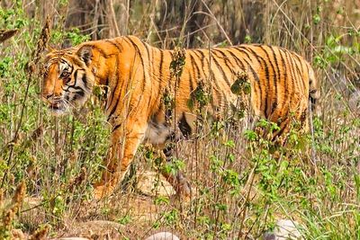 Royal Bengal Tiger in the Wild