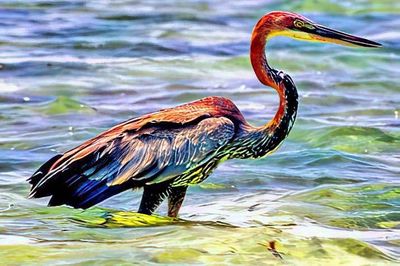Goliath Heron (Ardea goliath), World's Biggest Heron, Fishing In The Blue Waters 