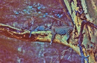 Leopards On A Tree 