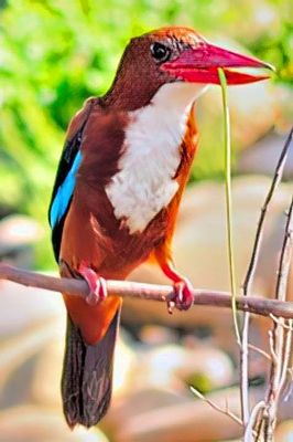 White-throated Kingfisher 'Halcyon smyrnensis'