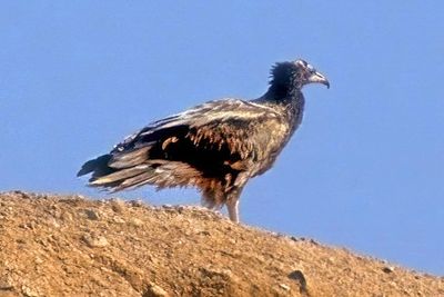 Egyptian Vulture 