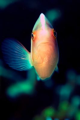 Hi! - Pink Anemonefish