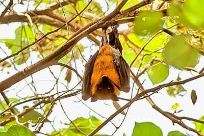 Fruit Bat On Tree, Sleeping During Daytime