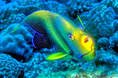 Unexpected Angelfish Frontal