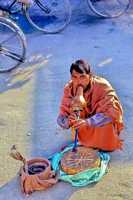 Snake Charmer On The Agra Road: No More 