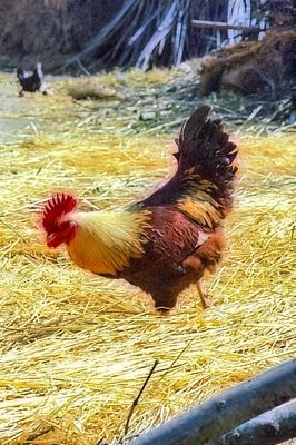One Beautiful Cock!