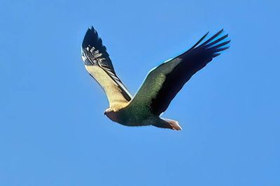 Flight of Egypt Vulture