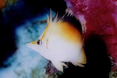 Longsnout Butterflyfish 'Prognathodes aculeatus'