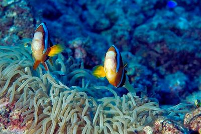 Two Clark's Anemonefish Protecting the Babies