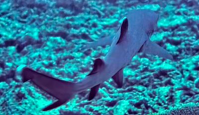 Baby Whitetip Shark 