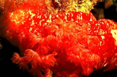 Spanish Dancer, At Night