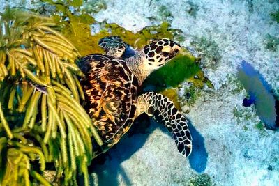Young Hawksbill Turtle, Nice Shell