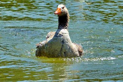 Greylag Goose (Anser anser), Swimming, Frontal