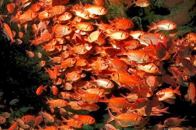 Soldierfish In Cave