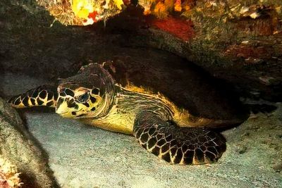 Big Turtle Sleeping on Cave