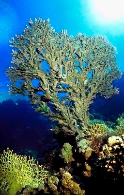 Table Coral, From Under