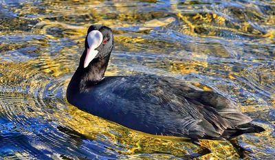 Coot Near