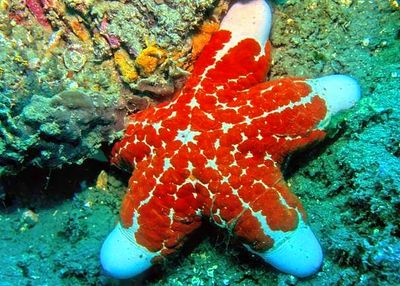 Granulated Sea Star, 'Choriaster granulatus'