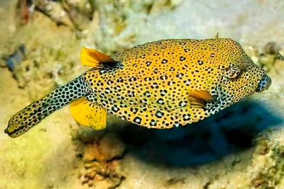 Shortnose Boxfish, 'Rhynchostracion nasus'
