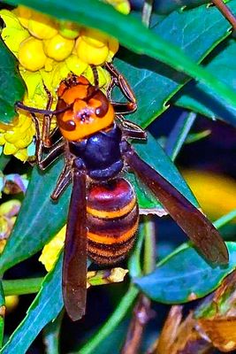 Japanese Red Wasp, Feeding, Japanese Hornet (vespa mandarinia japonica)