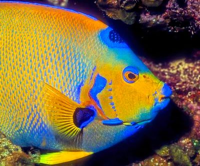 Queen Angelfish on Film