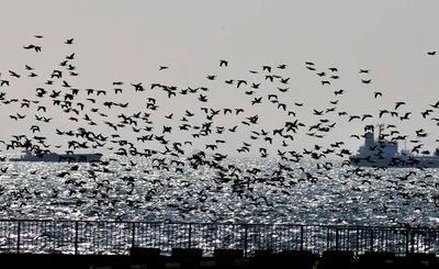 Flock of Cormorants Overflying Tokyo Bay