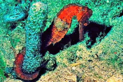 Male Seahorse