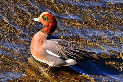 Male Duck in Low Tide 