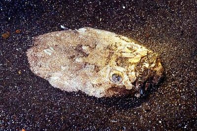 Atlantic Stargazer (UranoscoposScaber), Hidding in the Sand