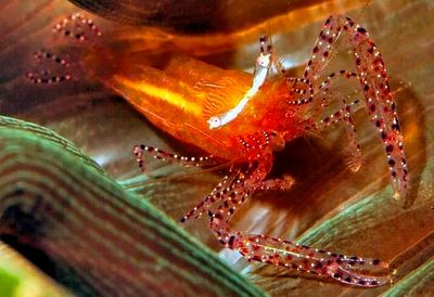  Anemone Commensal Shrimp,'Periclimenes ornatus' 