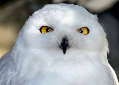 Snow Owl's Eyes