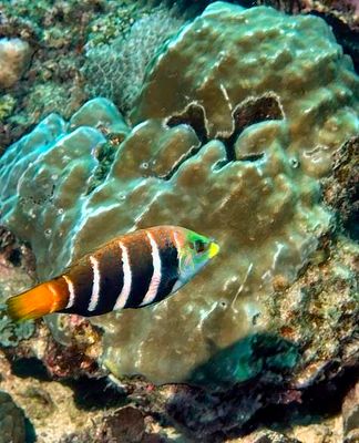 Barred Thicklip, 'Hemigymnus fasciatus'-With Coral