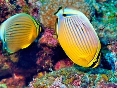 Redfin Butterflyfish 'Chaetodon lunulatus'-Pair