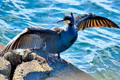 Male Japanese Cormorant, Stretching Wings