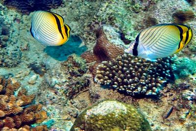 Vagabond Butterflyfish 'Chaetodon vagabundus', Couple, On Corals