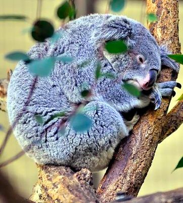 Koala, Half Assleep