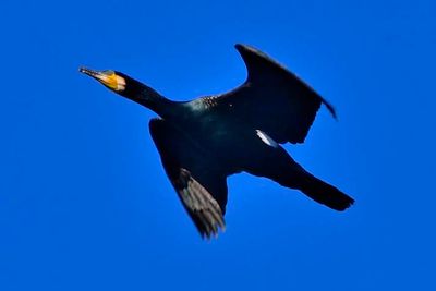 Male Japanese Cormorant Inflight, Near Nest 