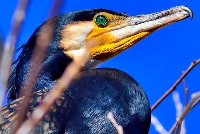CUp Japanese Cormorant, on Nest:  umiu (ウミウ) 