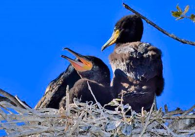 Japanese Cormorant Babies, Waiting For Food, On Nest
