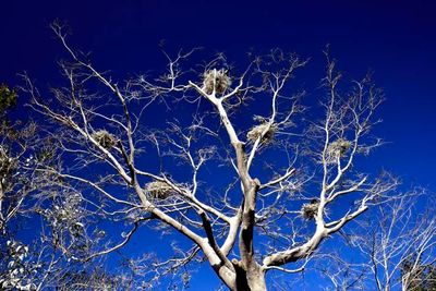 One Tree With Japanese Cormorant Nests