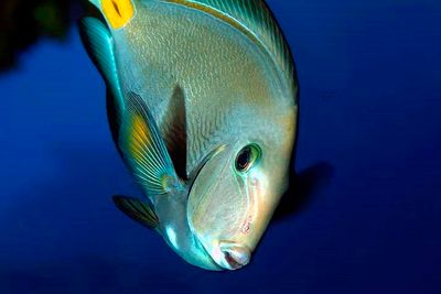 Atlantic Razorfish, Close